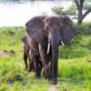 11-days-uganda-wildlife-safari-with-gorilla-trekking