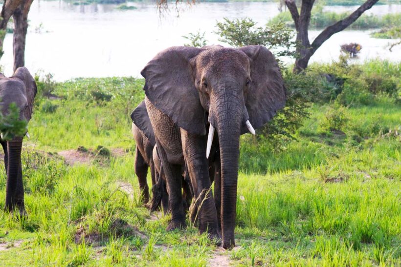 11-days-uganda-wildlife-safari-with-gorilla-trekking