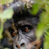 3-days-extreme-gorilla-trekking-experience-uganda