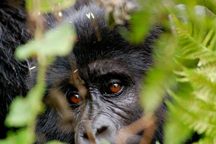 3-days-extreme-gorilla-trekking-experience-uganda