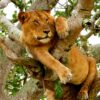 3-days-queen-elizabeth-national-park-wildlife-safari